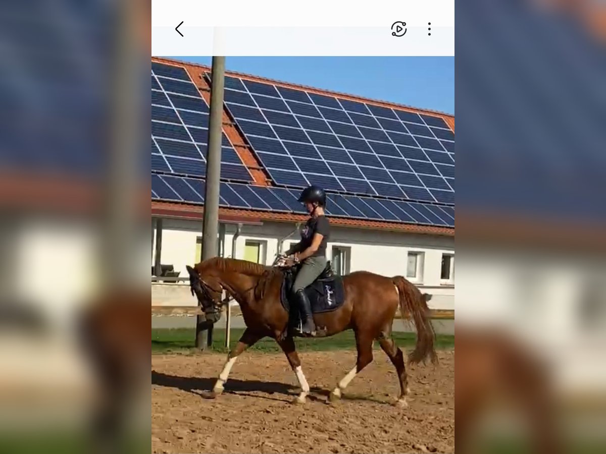 German Riding Pony Gelding 13 years 14,2 hh Chestnut-Red in Groß Quenstedt