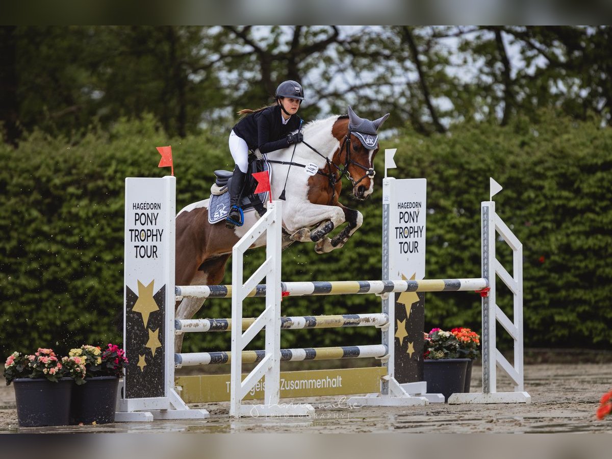 German Riding Pony Gelding 13 years 14,2 hh Pinto in Lentzke