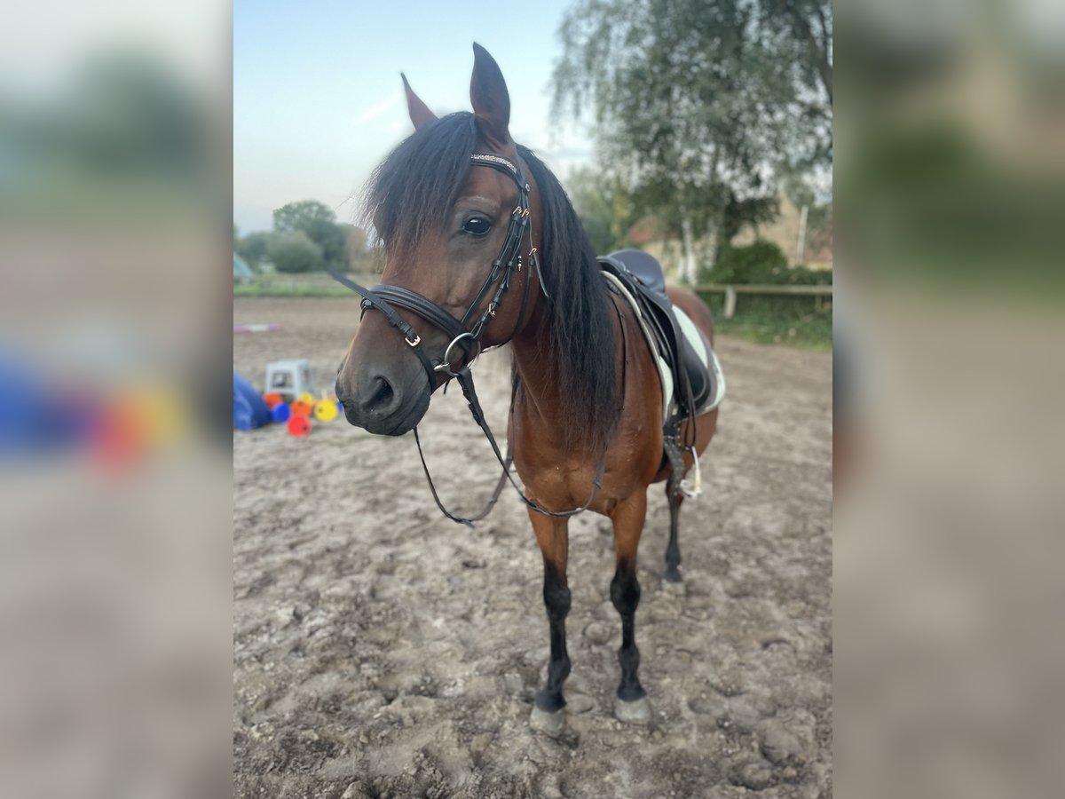 German Riding Pony Gelding 13 years 14 hh Brown in Trebbin