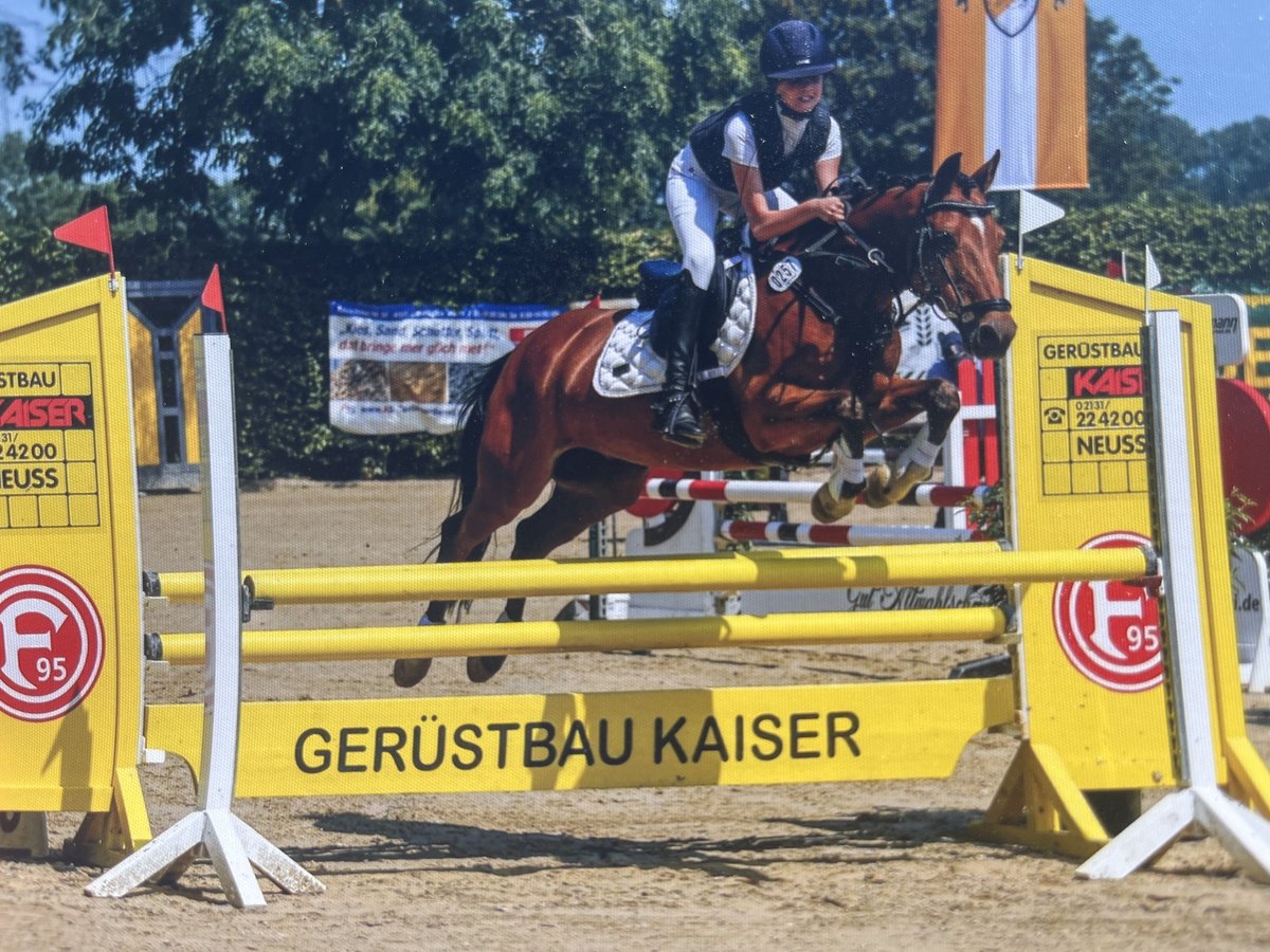 German Riding Pony Gelding 13 years 14,1 hh Brown in Rommerskirchen