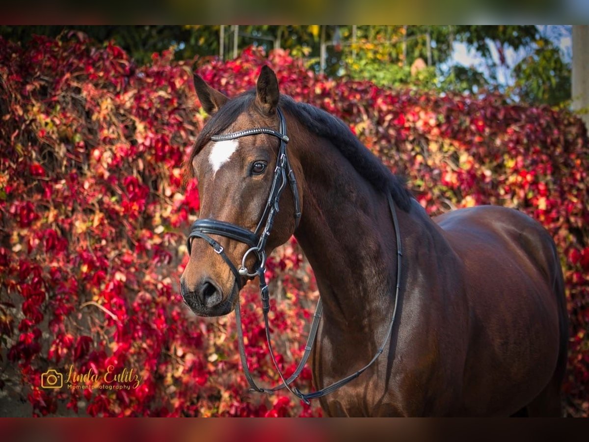 German Riding Pony Gelding 13 years 14,2 hh Brown in N&#xFC;nchritz Roda