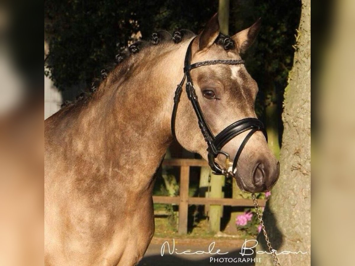 German Riding Pony Gelding 13 years 14,2 hh Dun in Mainz
