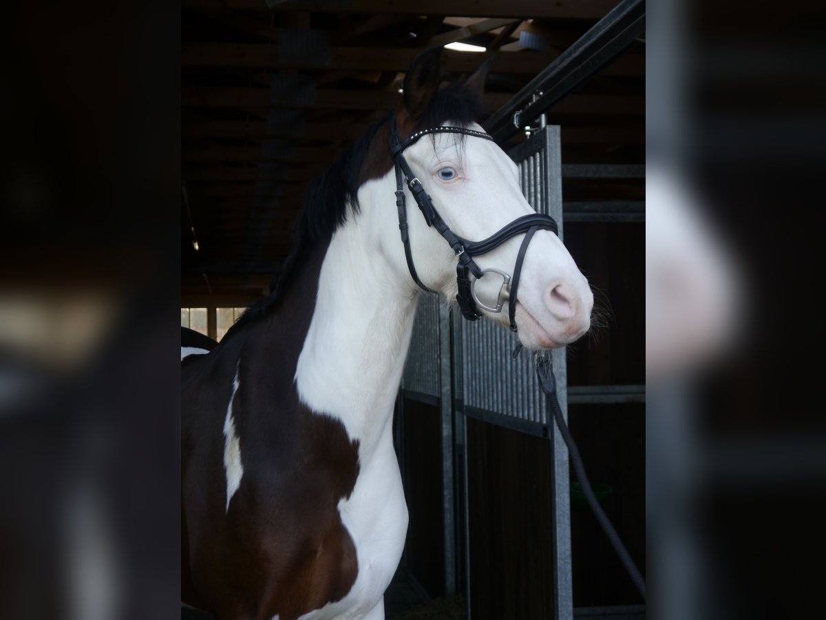 German Riding Pony Gelding 13 years 15,2 hh Pinto in Haselünne