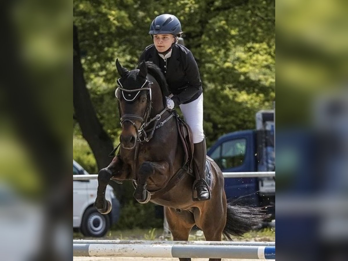 German Riding Pony Gelding 14 years 14,1 hh Smoky-Black in Warendorf