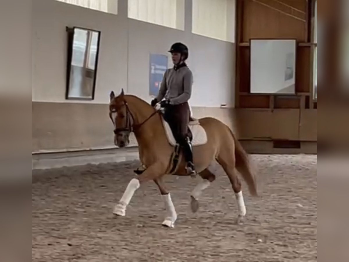 German Riding Pony Gelding 14 years 14,2 hh Chestnut-Red in Großostheim