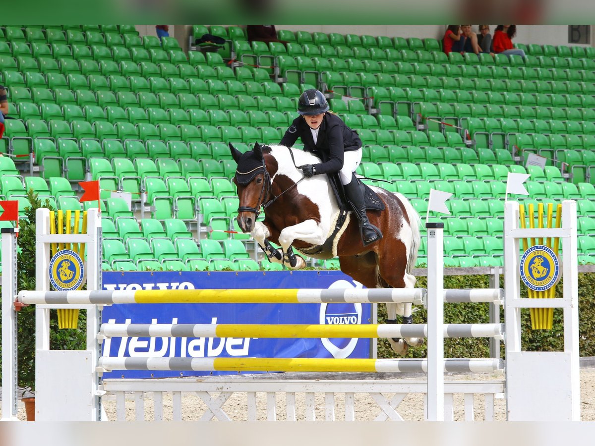 German Riding Pony Gelding 14 years 14,2 hh Pinto in Berlin