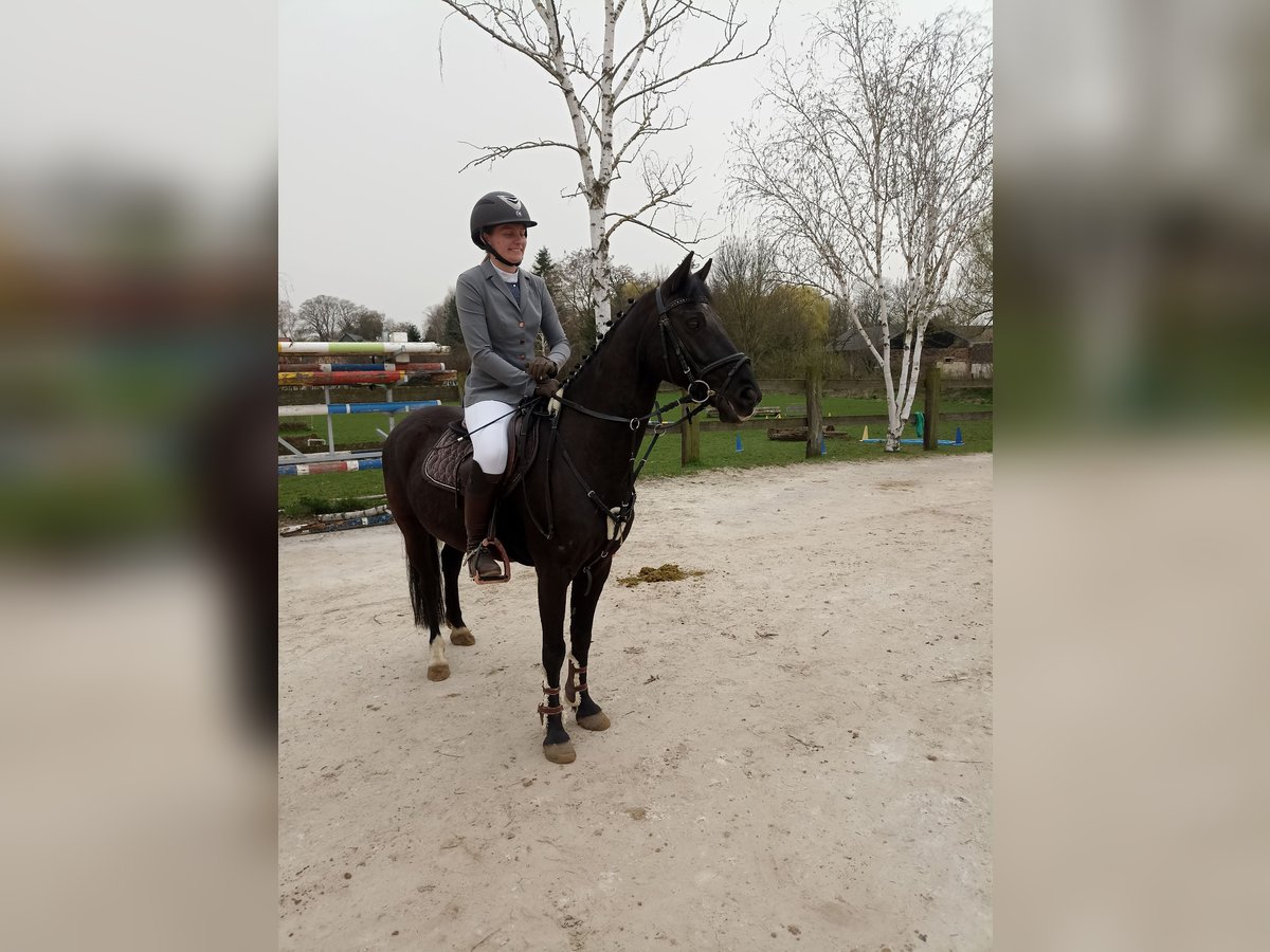 German Riding Pony Gelding 14 years 14 hh Black in Hohe Börde