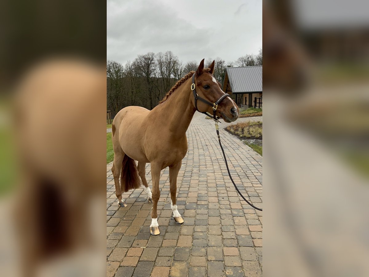 German Riding Pony Gelding 14 years 14,1 hh Chestnut-Red in W&#xFC;lfrath