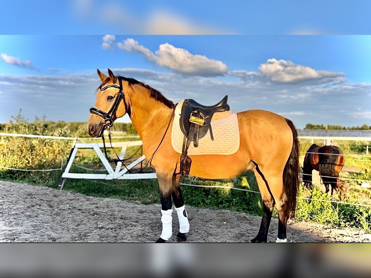 German Riding Pony Gelding 14 years 14,1 hh in Hamburg Allermöhe German Riding Pony Gelding 14 years 14,1 hh in Hamburg Allermöhe