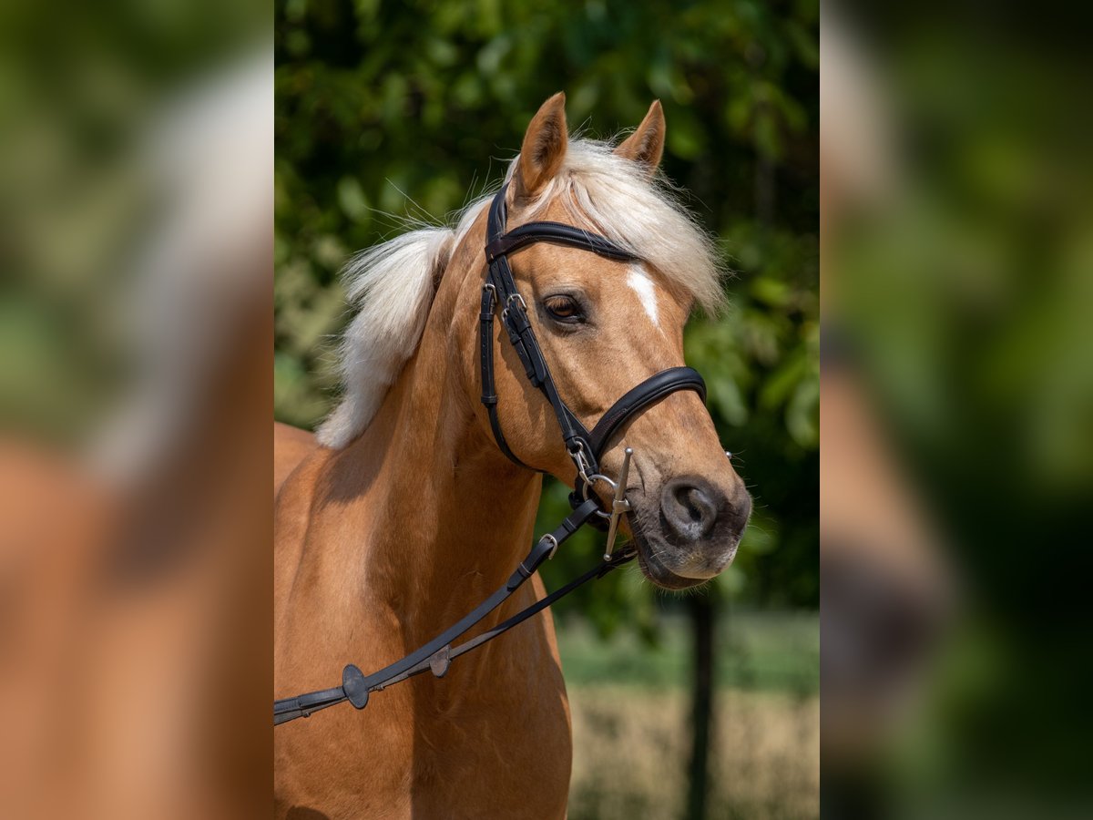 German Riding Pony Gelding 14 years 14,1 hh Palomino in Lautertal