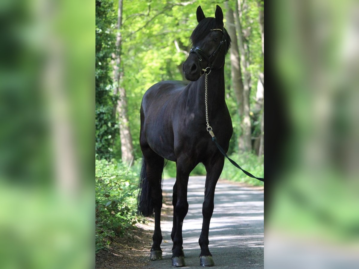 German Riding Pony Gelding 14 years 14,2 hh Black in Mettingen