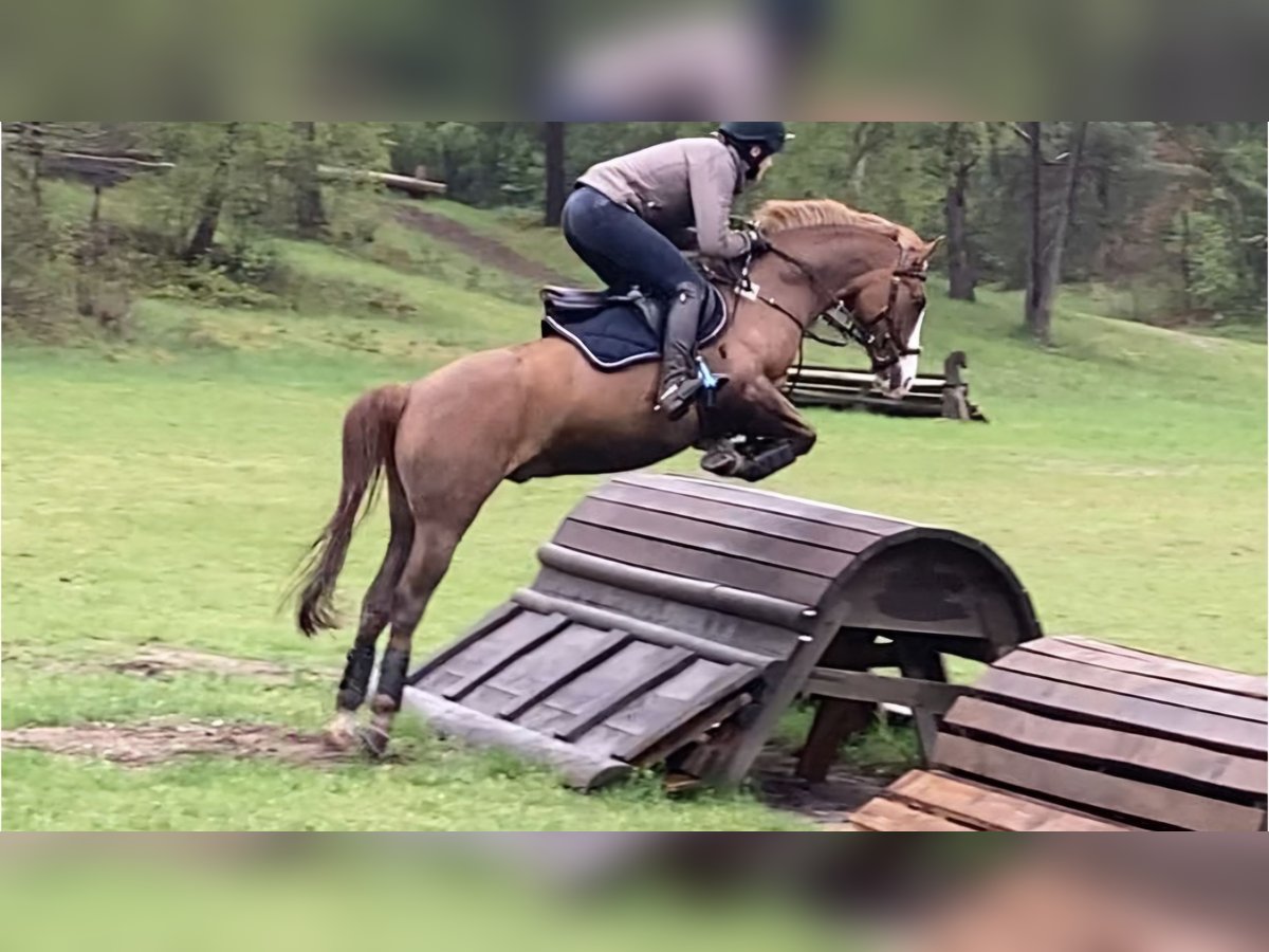 German Riding Pony Gelding 14 years 14,2 hh Chestnut-Red in Ganderkesee