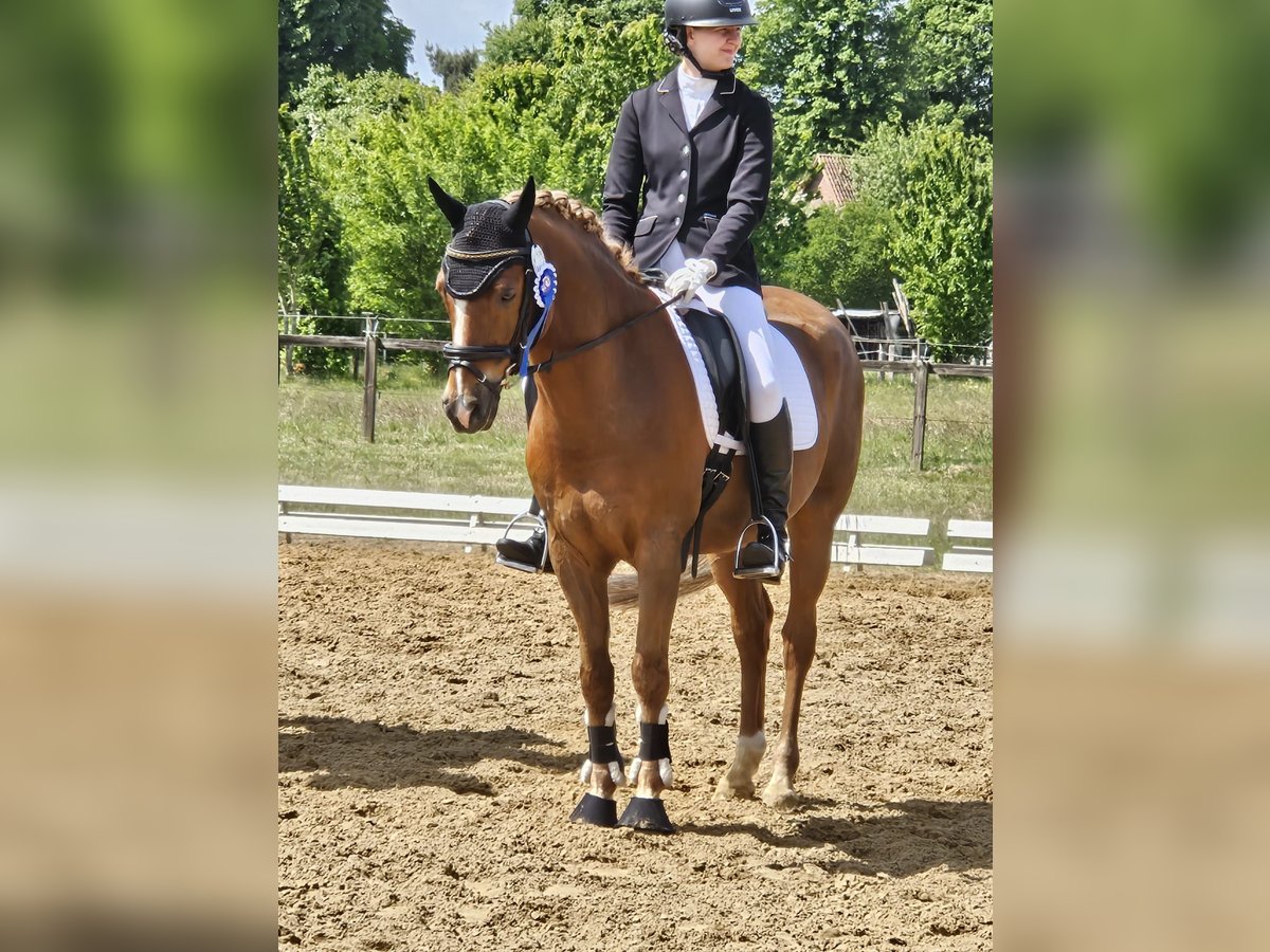 German Riding Pony Gelding 14 years Chestnut-Red in Loxstedt