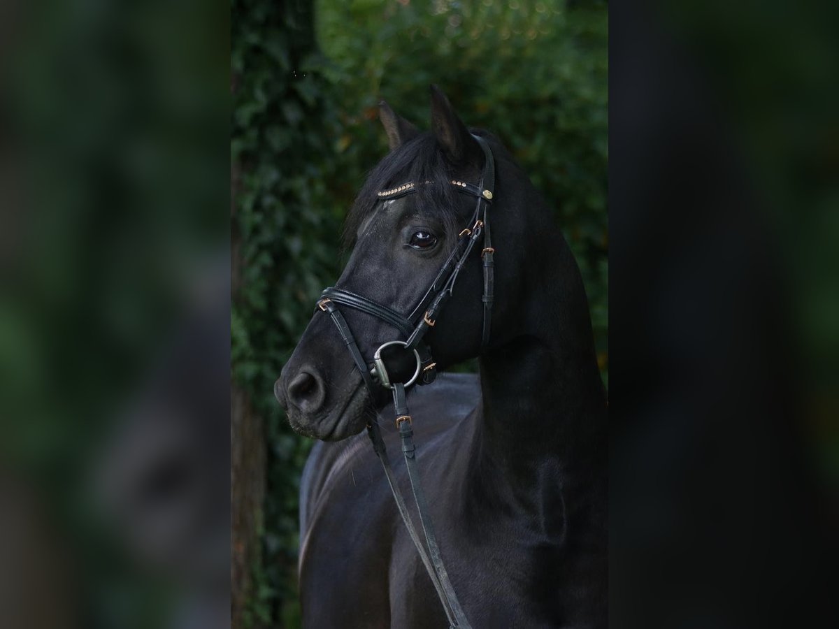 German Riding Pony Gelding 15 years 13,3 hh Black in Gilching