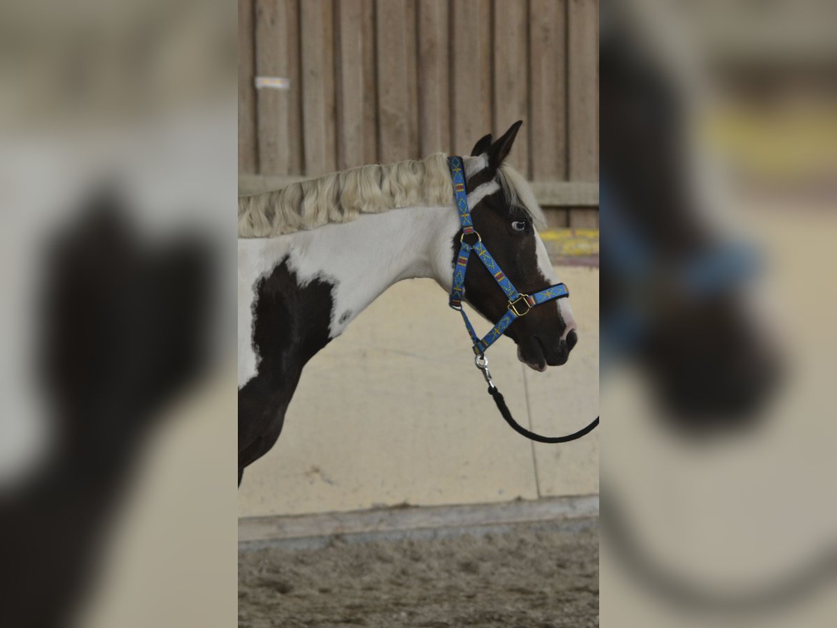 German Riding Pony Gelding 15 years 13,2 hh Pinto in W&#xFC;rzburg