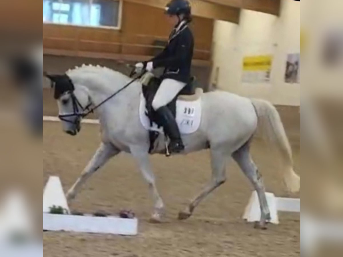 German Riding Pony Gelding 15 years 14,1 hh Gray in Berlin