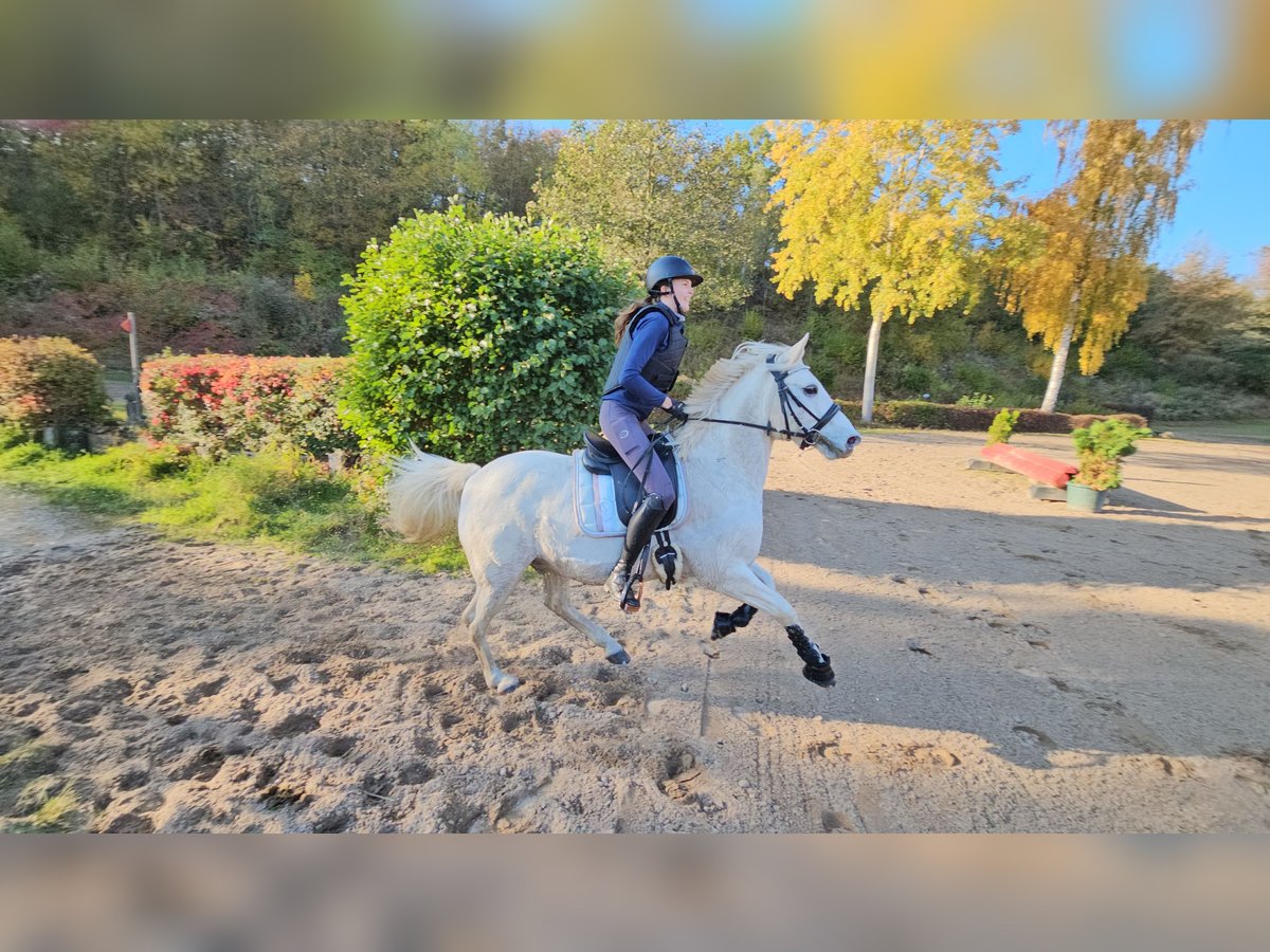 German Riding Pony Gelding 15 years 14,1 hh Gray in Pansdorf, Holstein