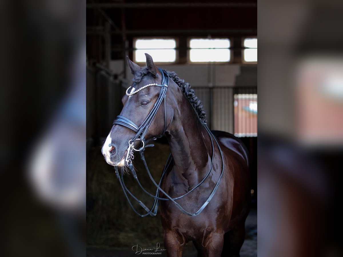 German Riding Pony Gelding 15 years 14,2 hh Black in Braunschweig