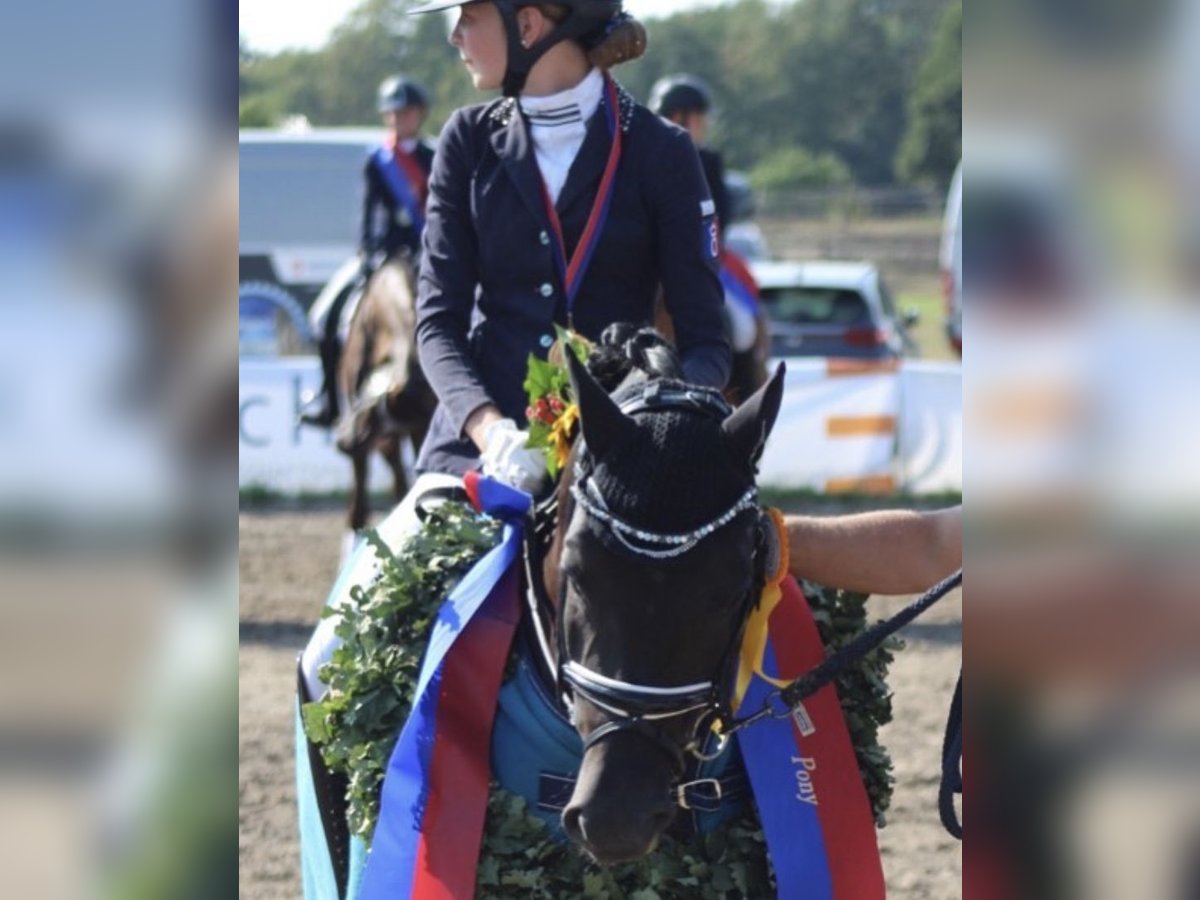 German Riding Pony Gelding 15 years 14,1 hh Black in Ganderkesee