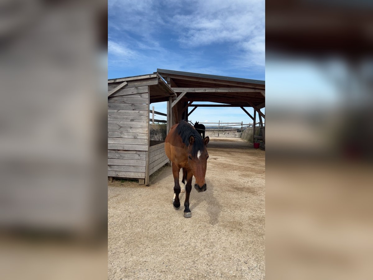 German Riding Pony Gelding 15 years 14,1 hh Brown in Illschwang
