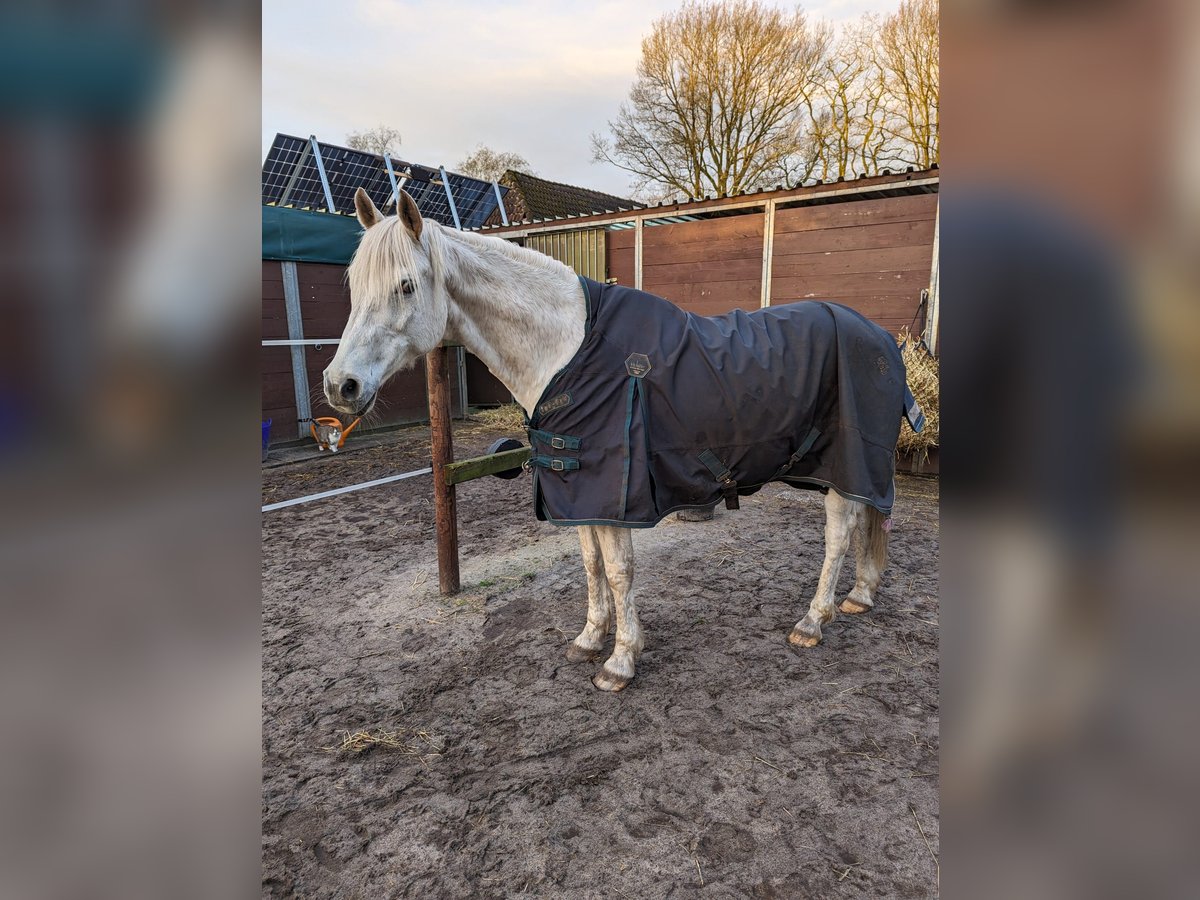 German Riding Pony Gelding 16 years 14,3 hh Gray in Hude (Oldenburg)