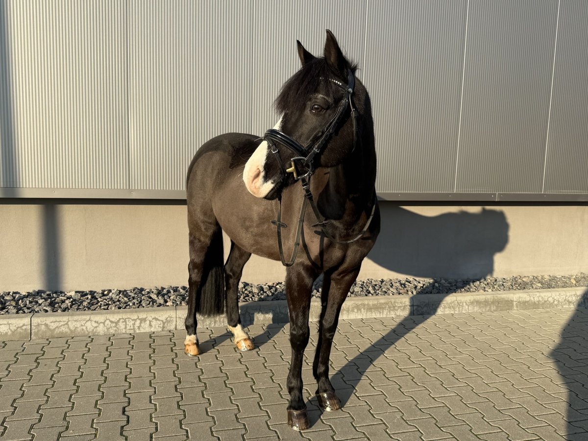 German Riding Pony Gelding 16 years 14,1 hh Black in Delitzsch