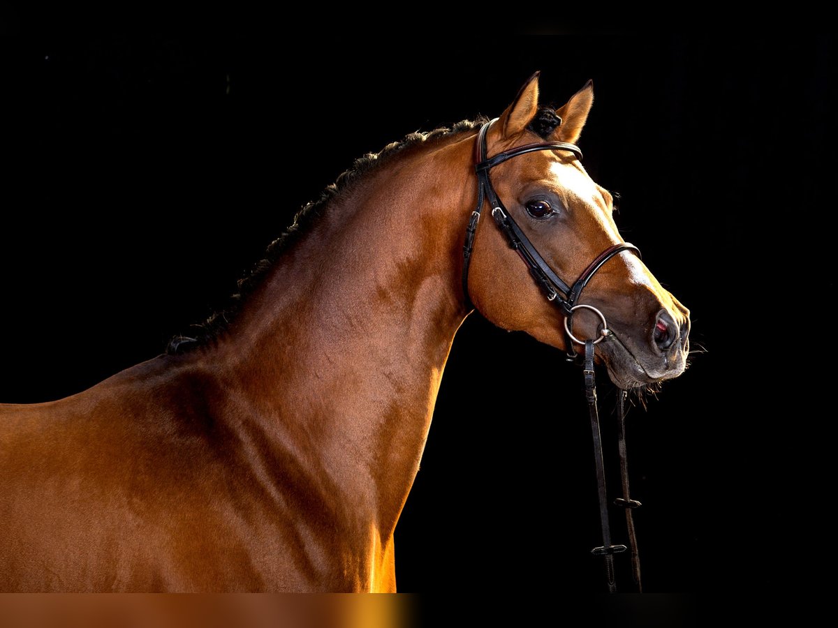 German Riding Pony Gelding 16 years 14,2 hh Brown in Poseritz