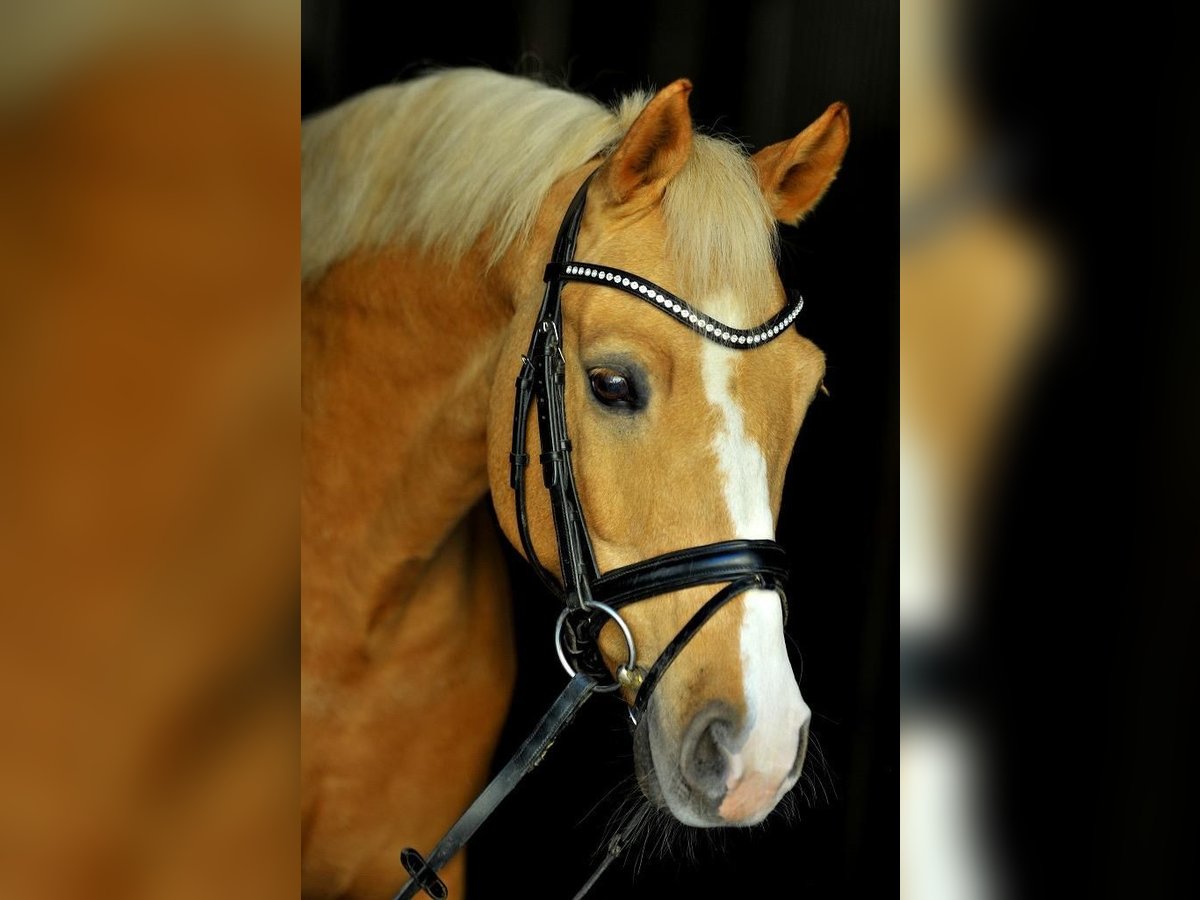 German Riding Pony Gelding 16 years 14,2 hh Palomino in Holzkirchen