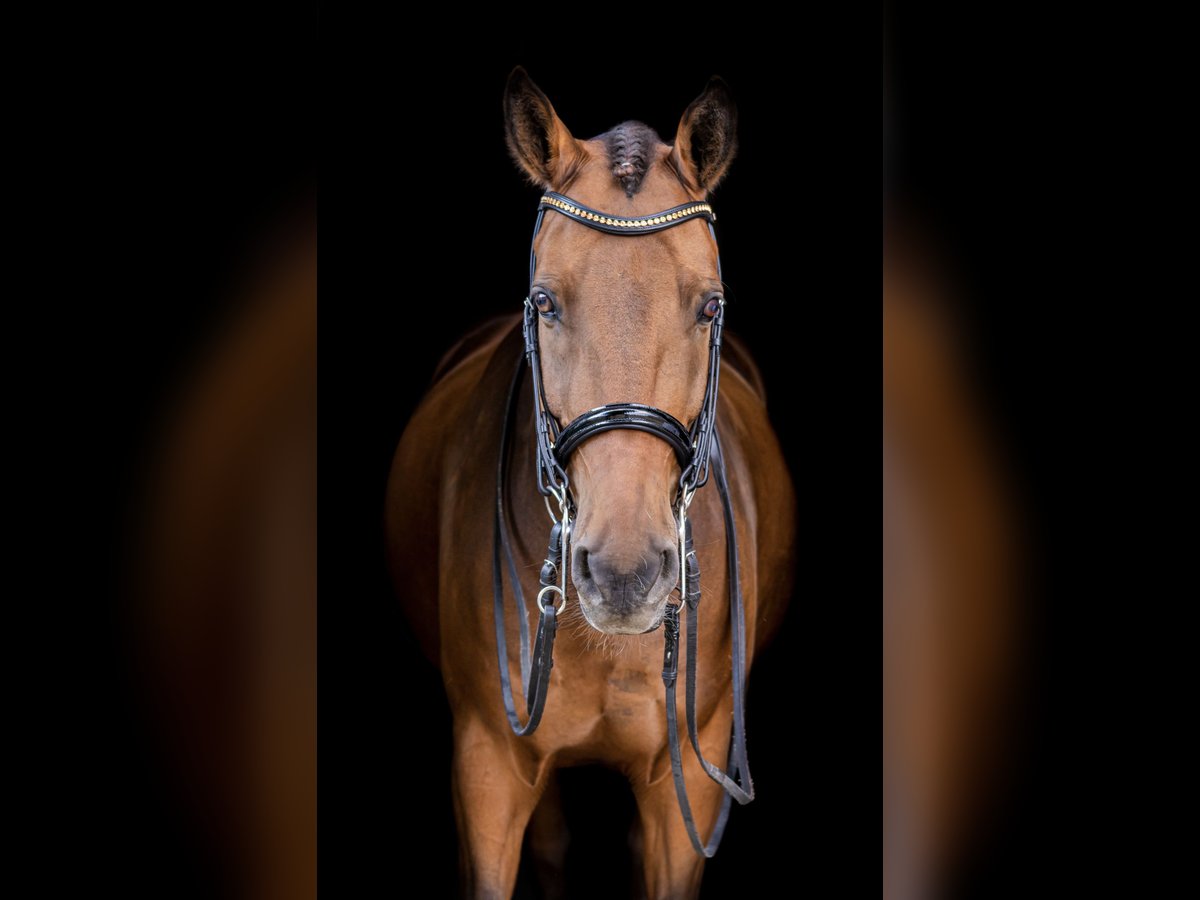 German Riding Pony Gelding 16 years 14,3 hh Brown in Essen