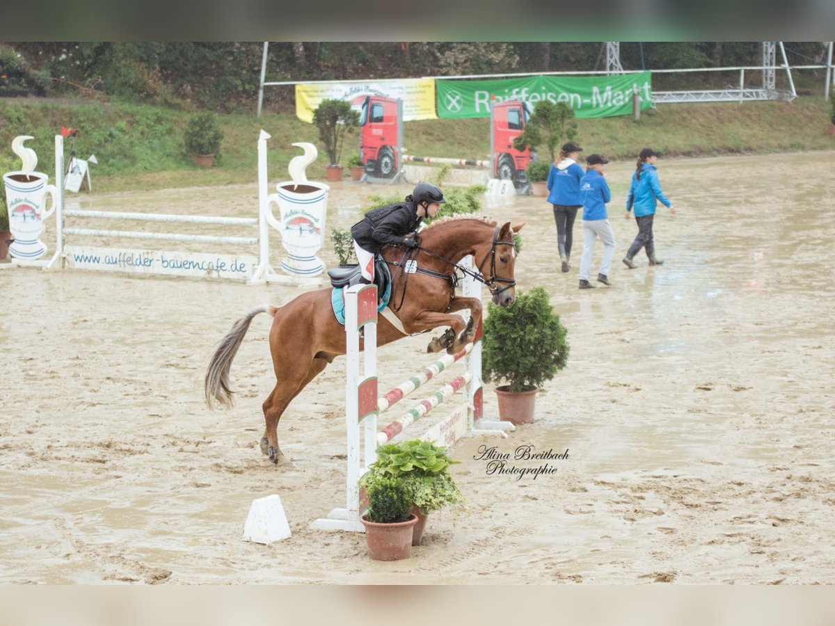 German Riding Pony Gelding 16 years 15 hh Chestnut-Red in Viersen