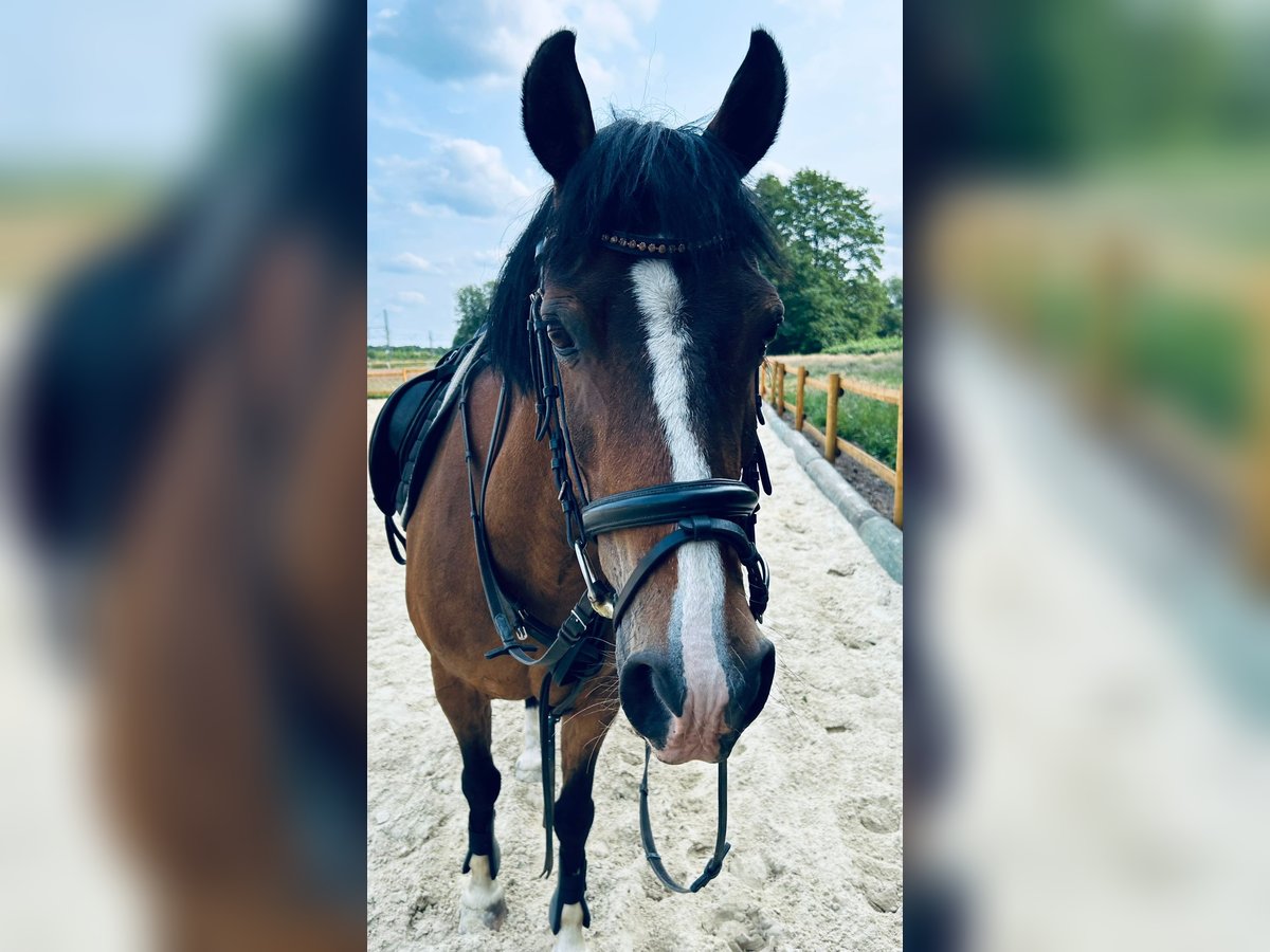 German Riding Pony Gelding 17 years 14,1 hh Brown in Diepholz