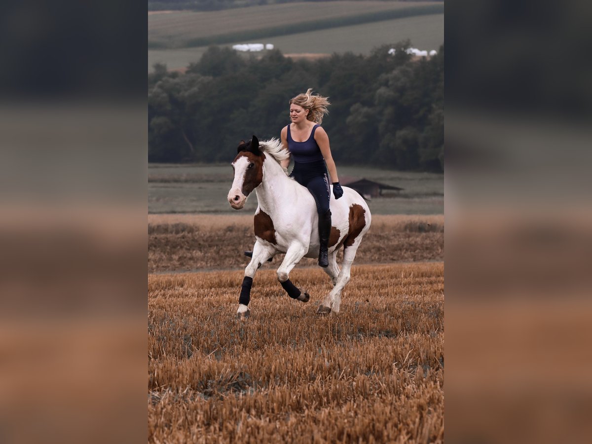 German Riding Pony Mix Gelding 17 years 14,1 hh Pinto in Neustadt (Hessen) German Riding Pony Mix Gelding 17 years 14,1 hh Pinto in Neustadt (Hessen)