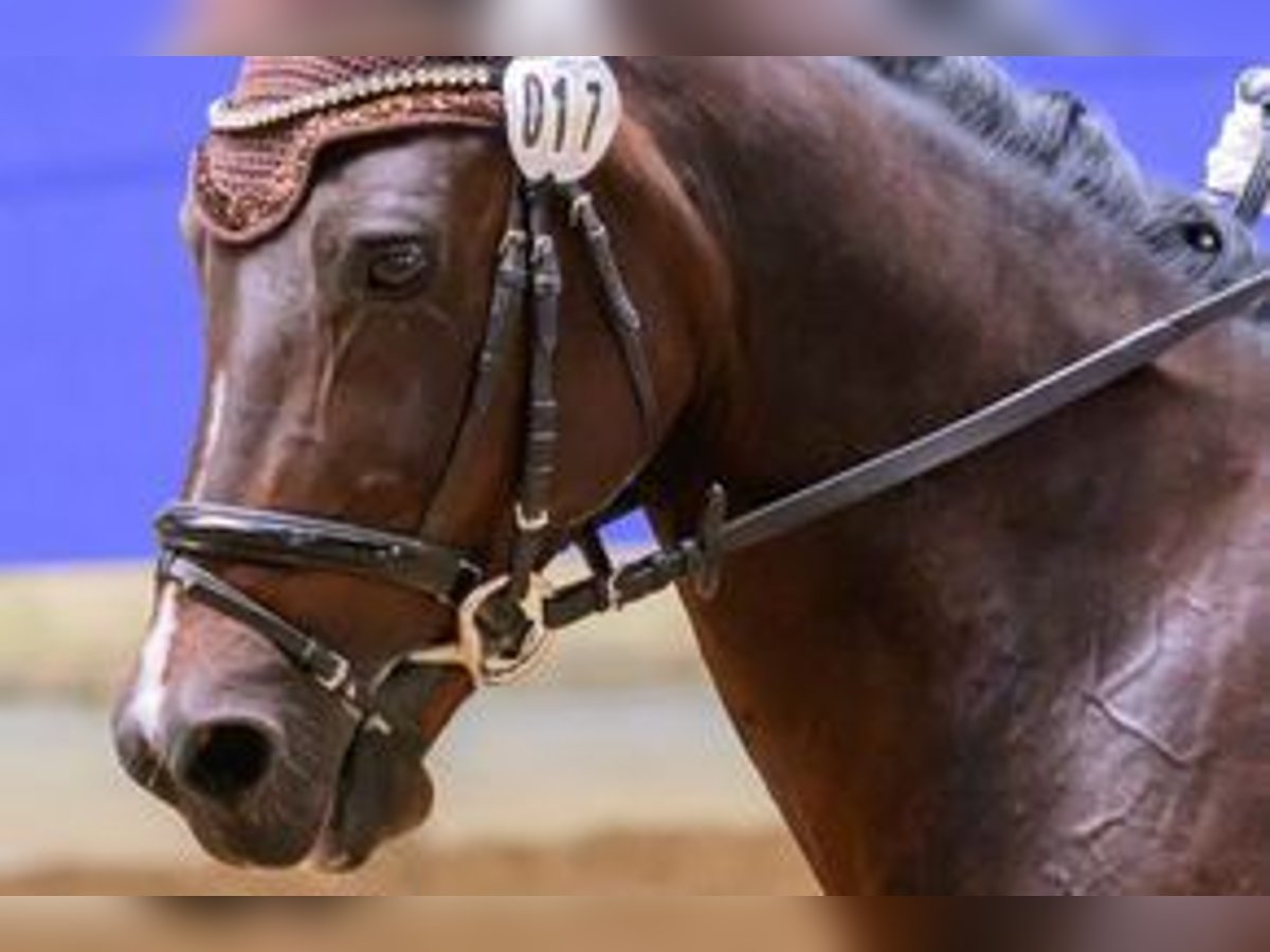 German Riding Pony Gelding 17 years 14,2 hh Bay-Dark in Gammelsdorf