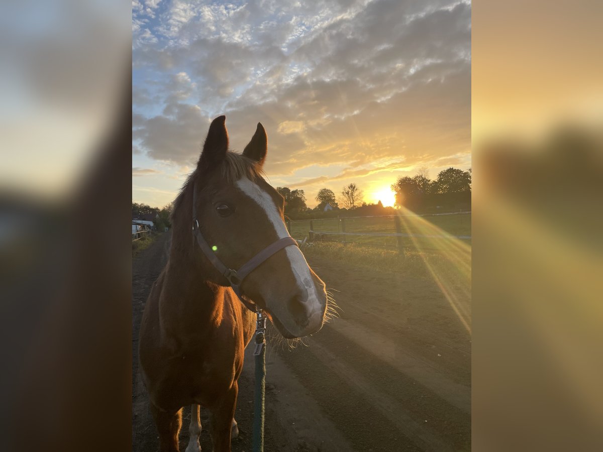 German Riding Pony Mix Gelding 17 years 15 hh Chestnut-Red in Tornesch
