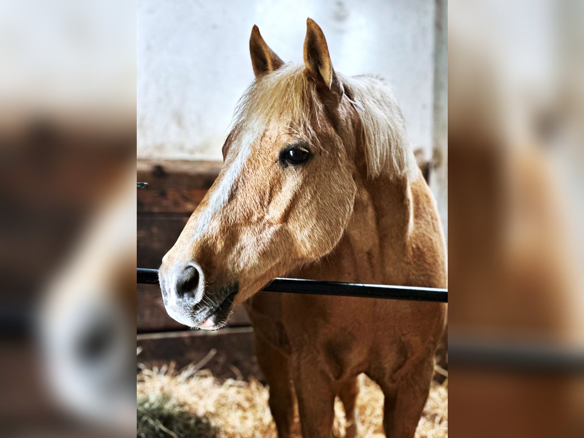 German Riding Pony Gelding 18 years 13 hh Palomino in Oberursel