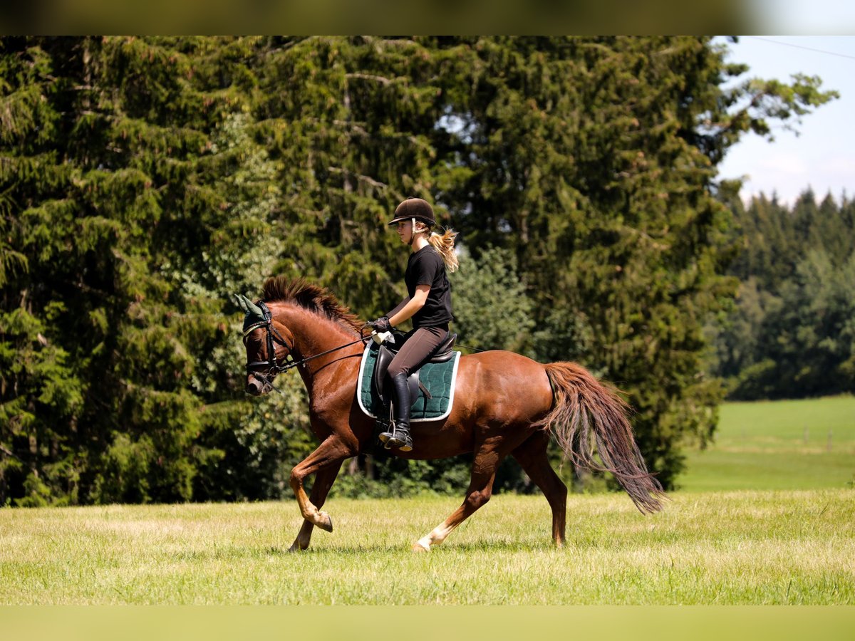 German Riding Pony Gelding 18 years 14,2 hh Chestnut in Neuhausen ob Eck