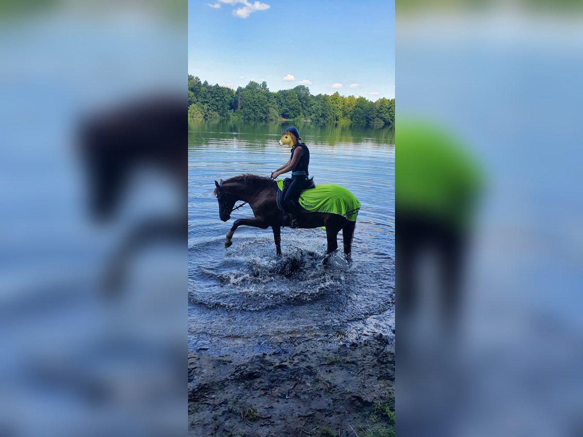 German Riding Pony Gelding 18 years 14,2 hh Chestnut-Red in Coesfeld