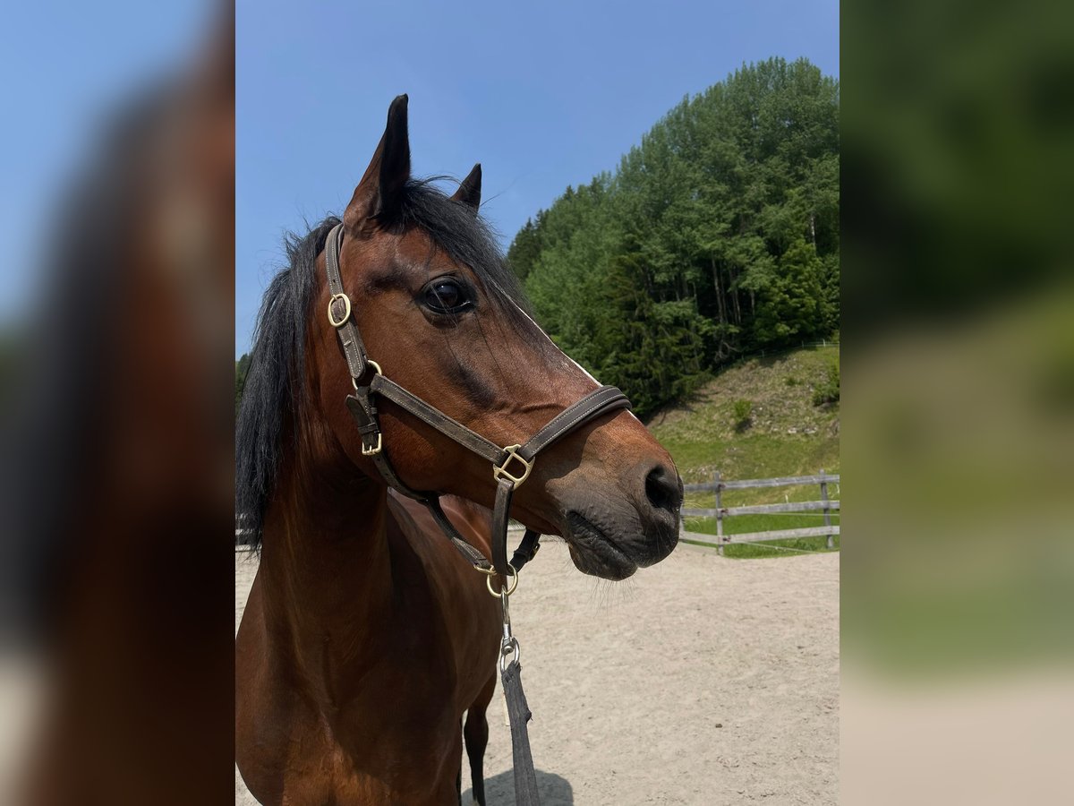 German Riding Pony Gelding 18 years 15,1 hh Smoky-Black in Steeg