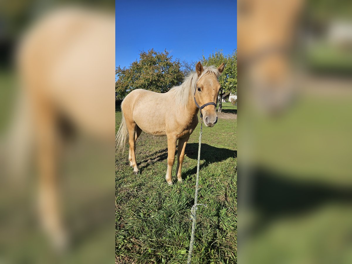 German Riding Pony Gelding 1 year 13,2 hh Palomino in Mixdorf