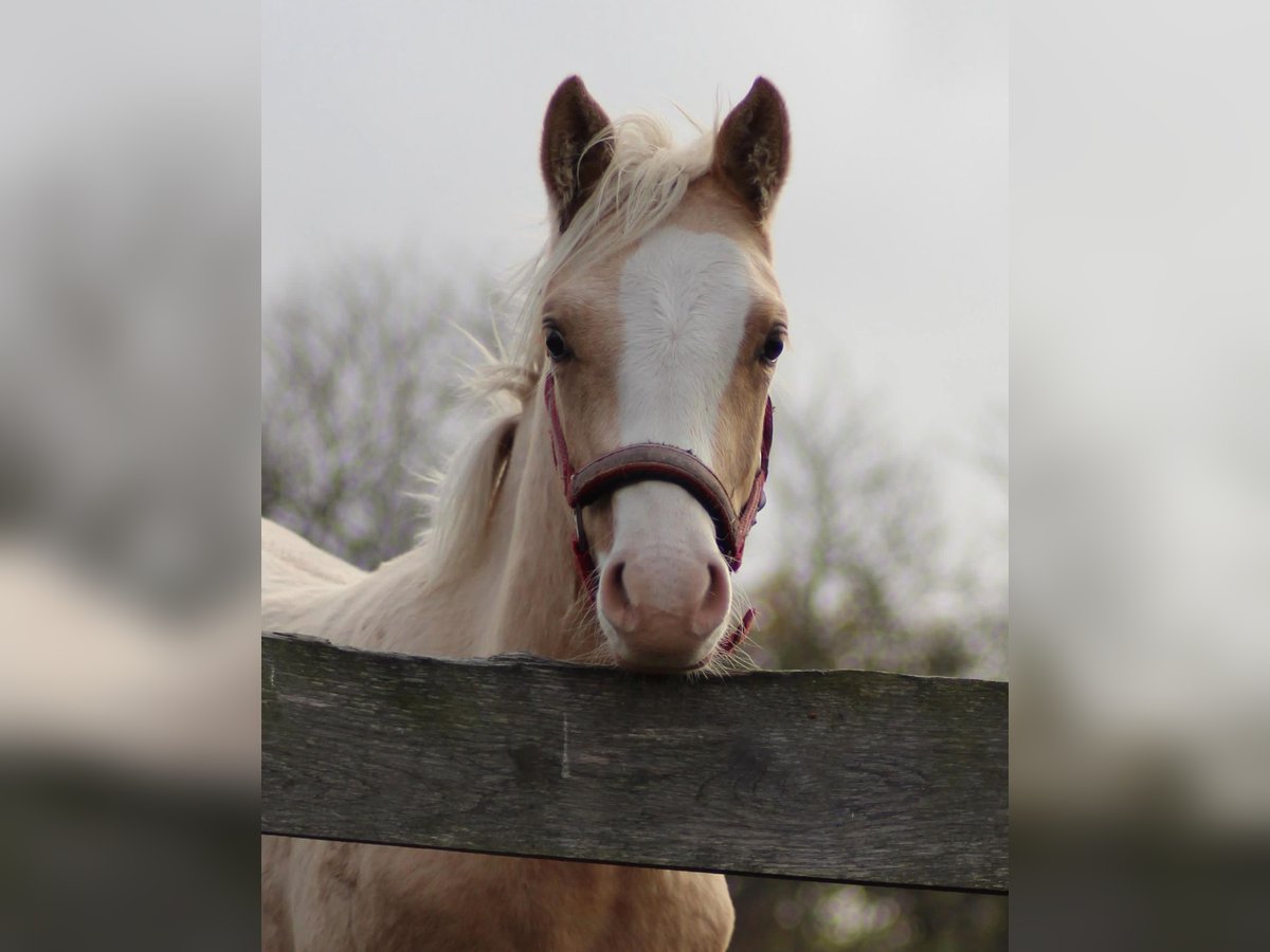 German Riding Pony Gelding 1 year 14,2 hh Palomino in Bahrdorf