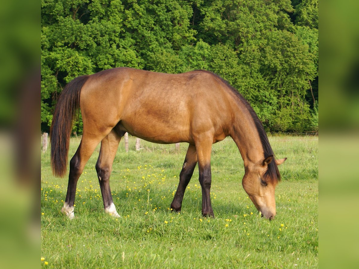 German Riding Pony Gelding 1 year 14,2 hh Buckskin in Velpke