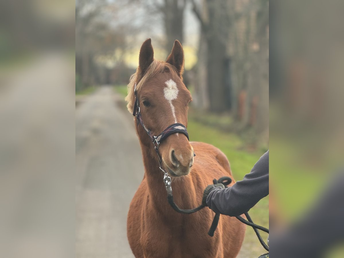 German Riding Pony Gelding 1 year Chestnut-Red in Neuenkirchen-Vörden