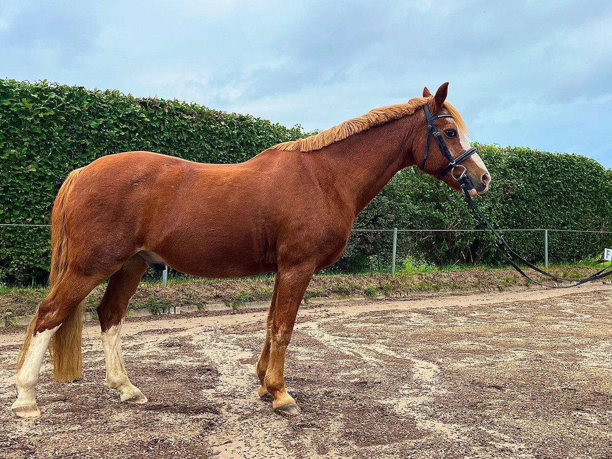 German Riding Pony Mix Gelding 20 years 14,1 hh Chestnut-Red in Osdorf