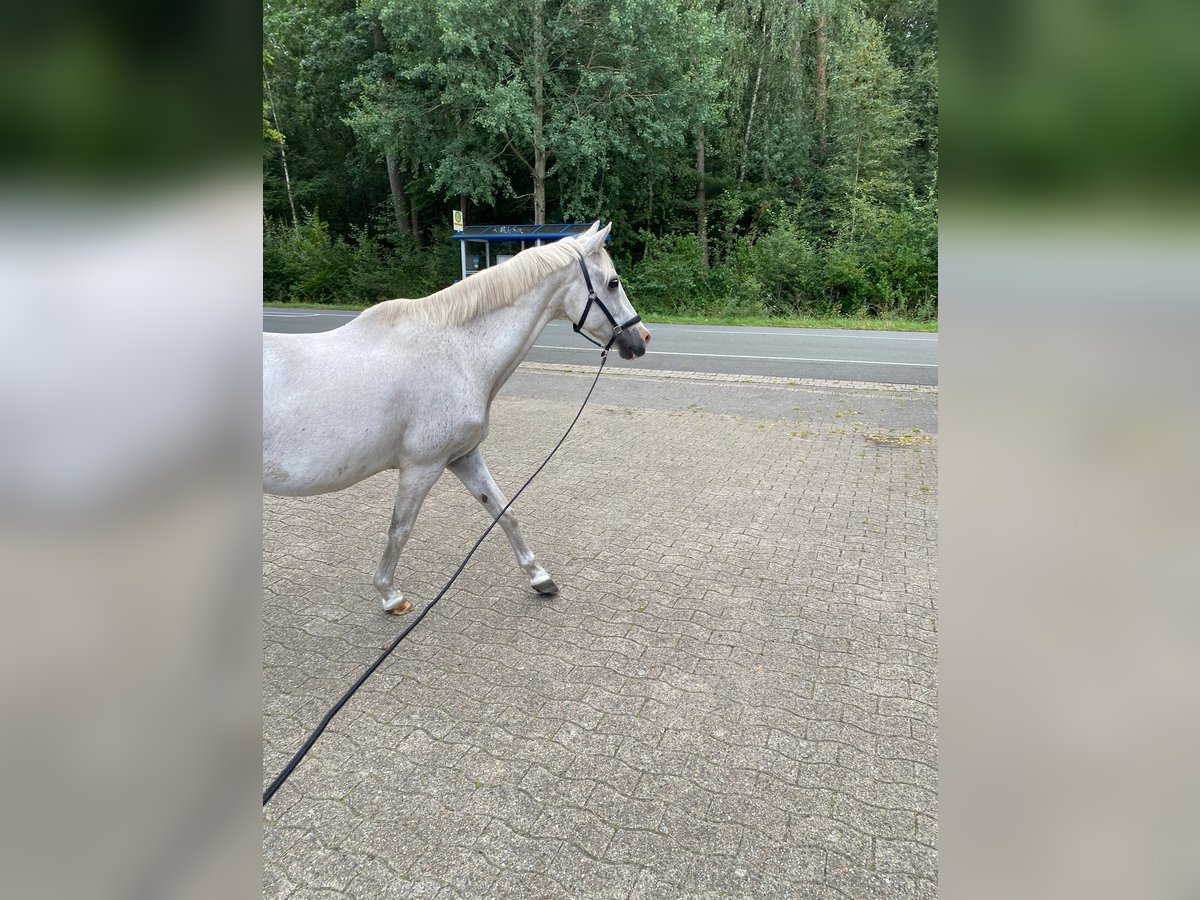 German Riding Pony Gelding 20 years 14,1 hh Grey in Stemwede