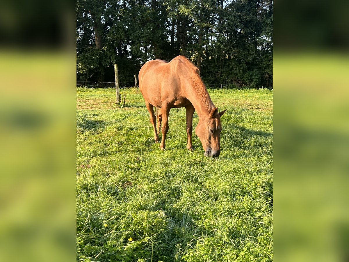 German Riding Pony Gelding 23 years 14,3 hh Chestnut-Red in Rietberg - Mastholte