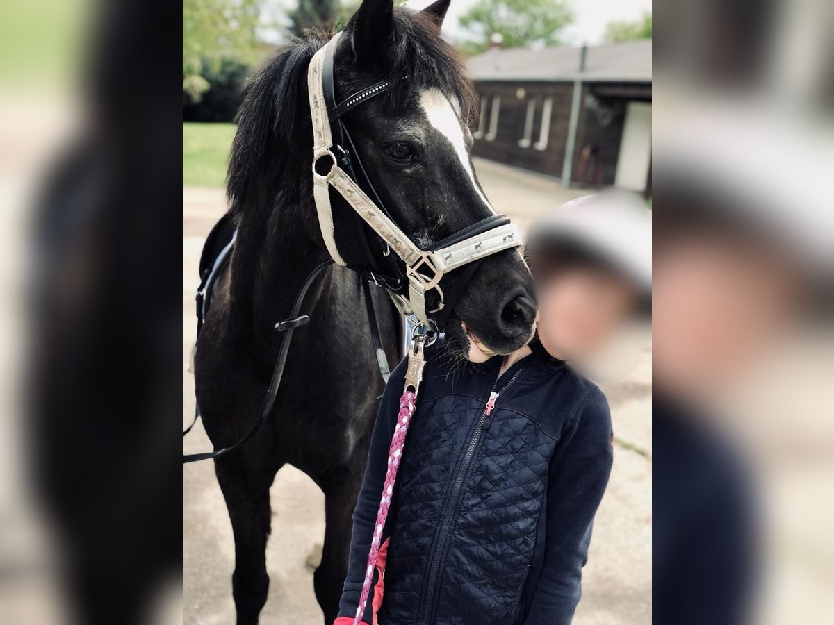 German Riding Pony Gelding 25 years 13,1 hh Black in Selm