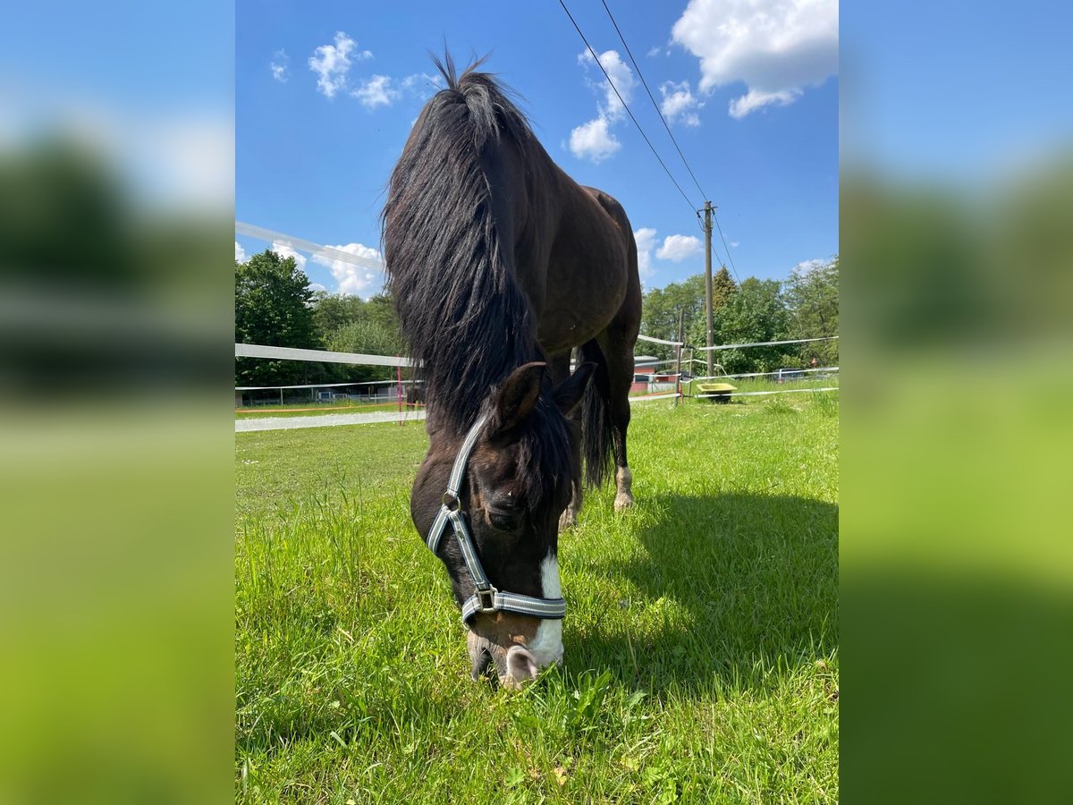 German Riding Pony Gelding 25 years 13,2 hh Bay-Dark in Rheurdt