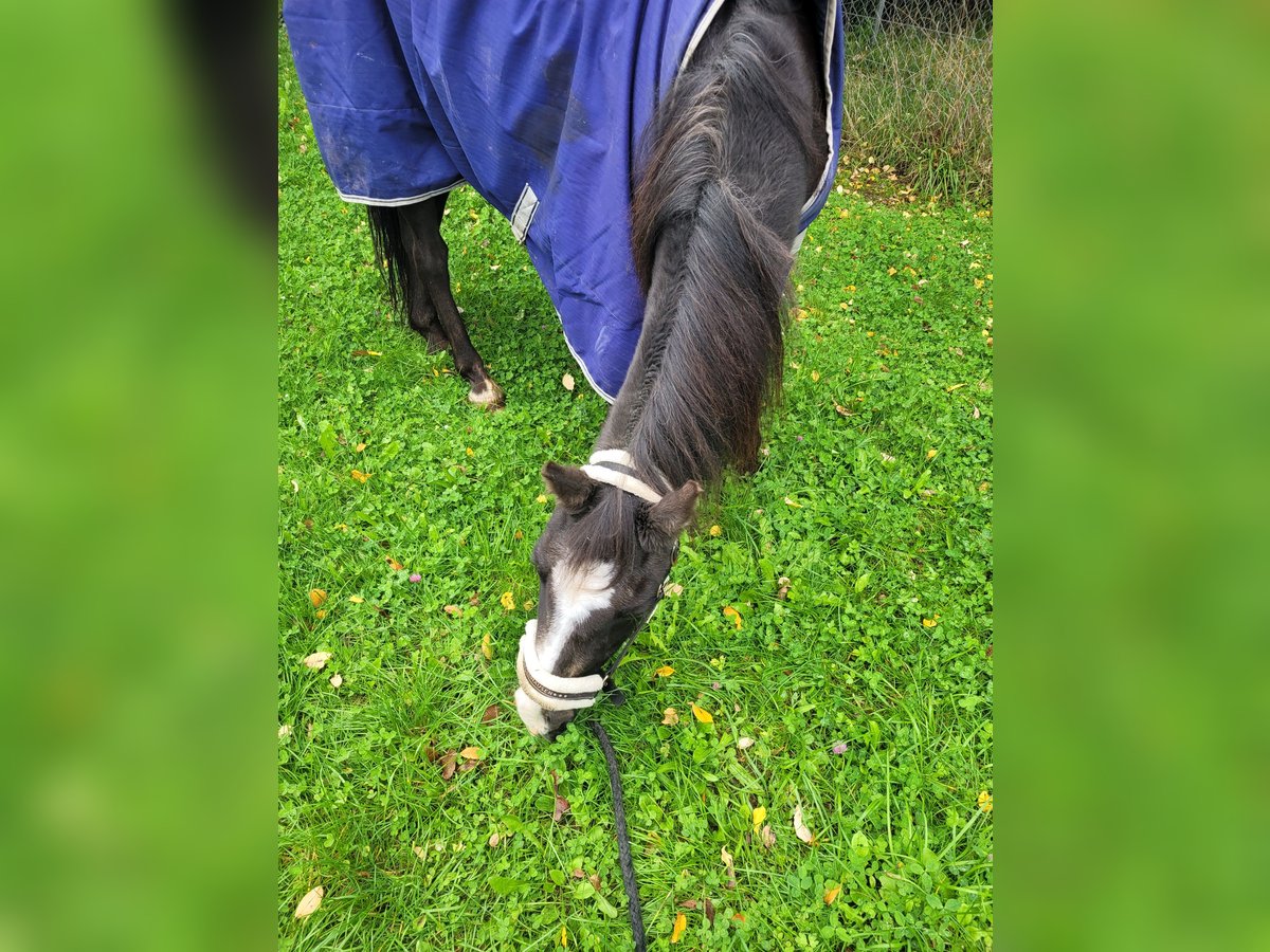 German Riding Pony Gelding 28 years Bay-Dark in Donaueschingen