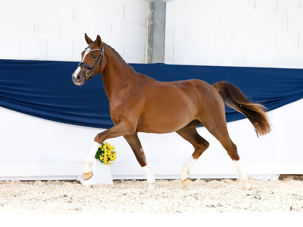 German Riding Pony Gelding 2 years 14,1 hh Chestnut in Marsberg