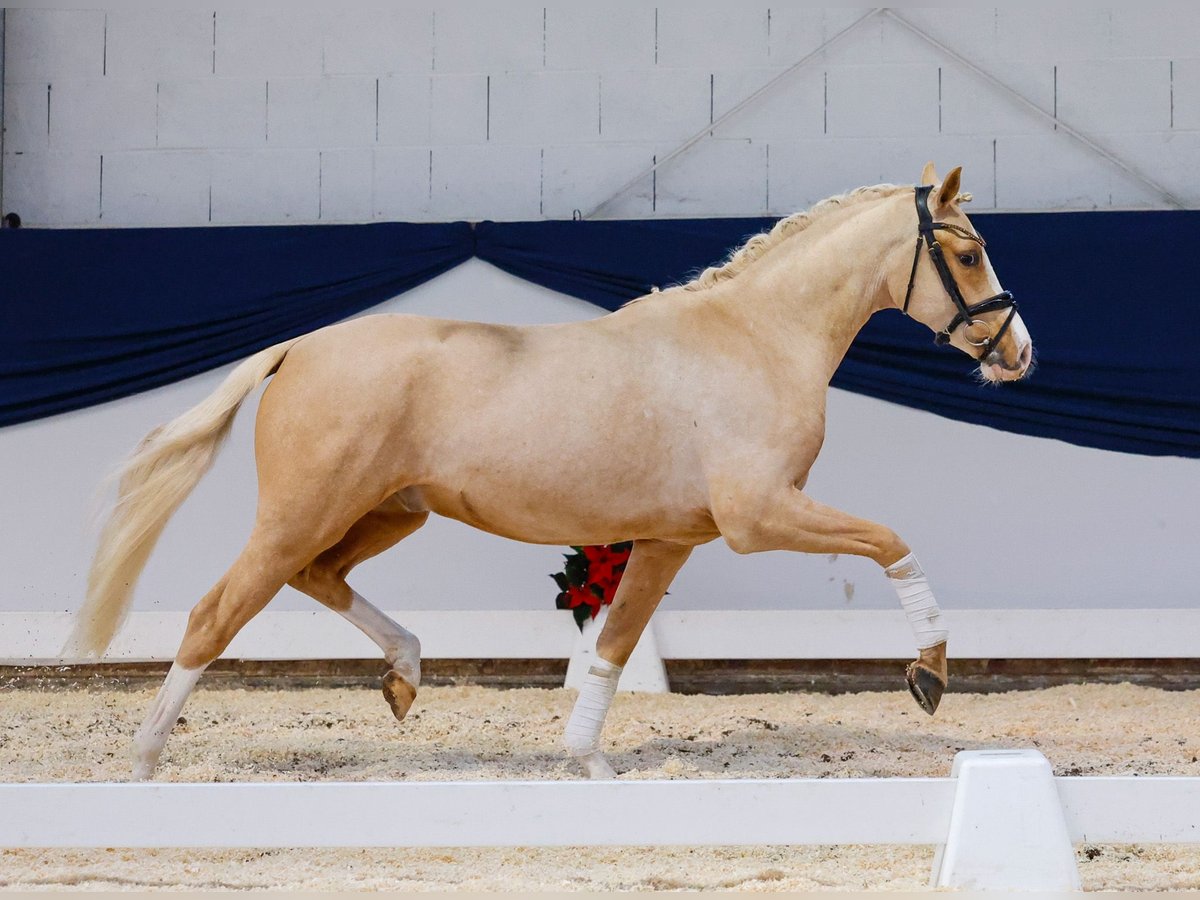 German Riding Pony Gelding 2 years 14,1 hh Palomino in Marsberg